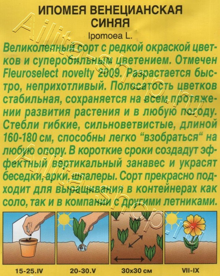 Ипомея Венецианская синяя 9шт