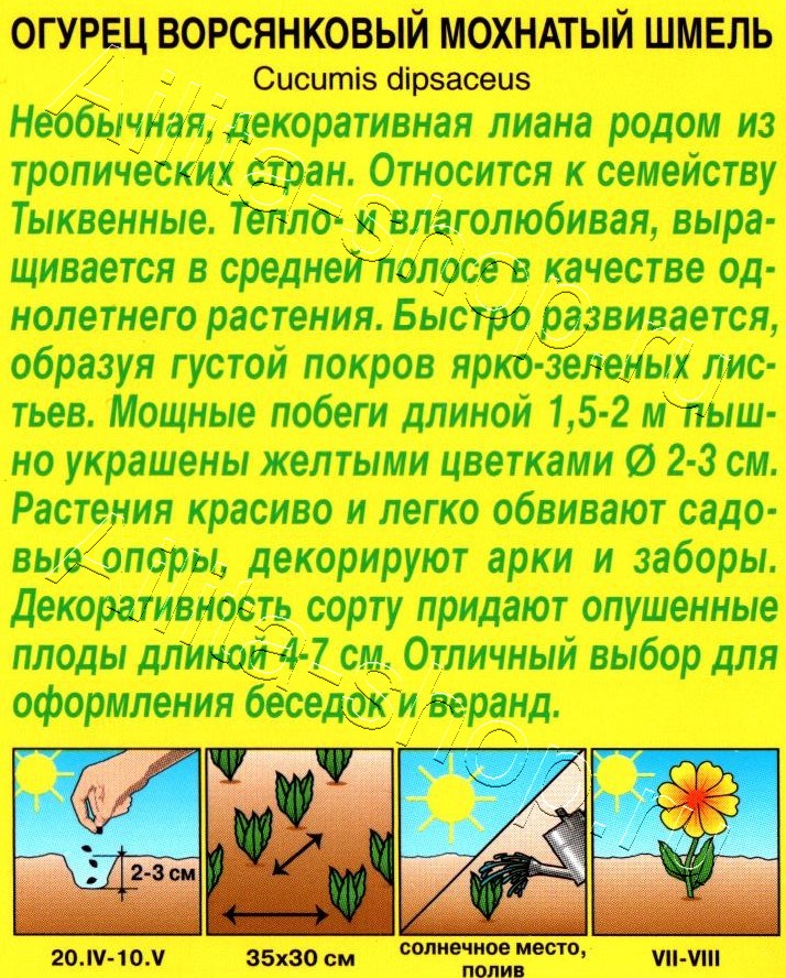 Огурец Мохнатый шмель 10шт