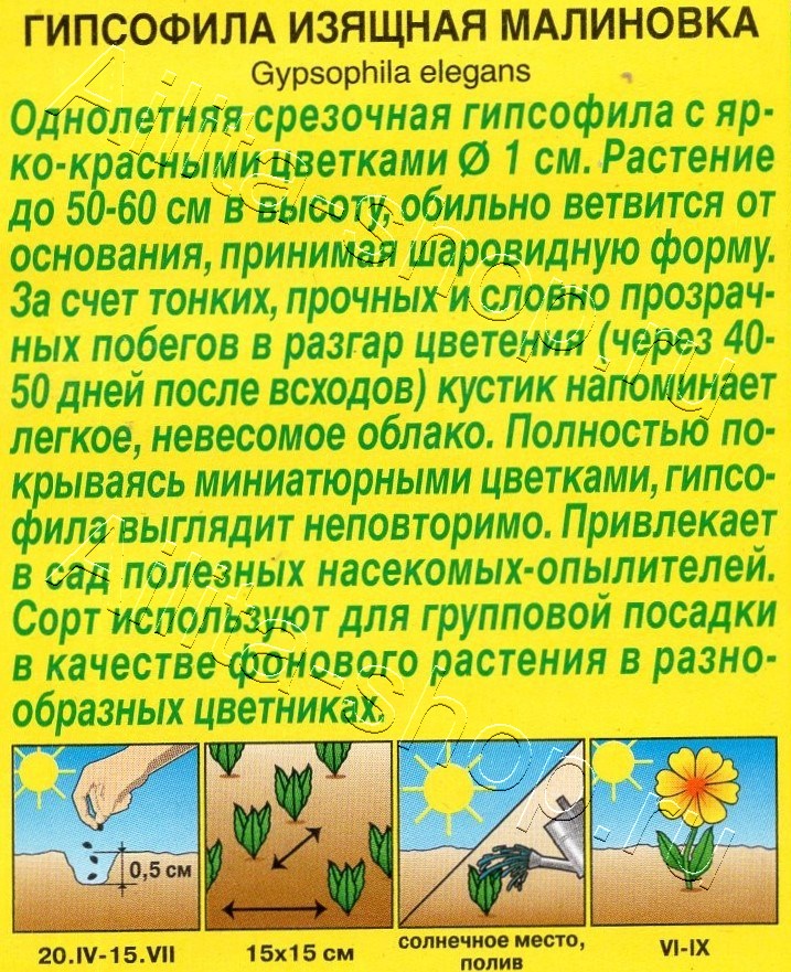 Гипсофила изящная Малиновка 0,05г