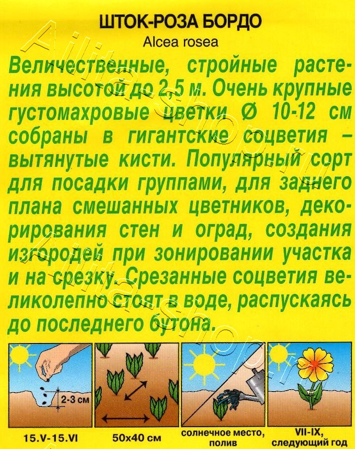 Шток-роза Бордо 15шт