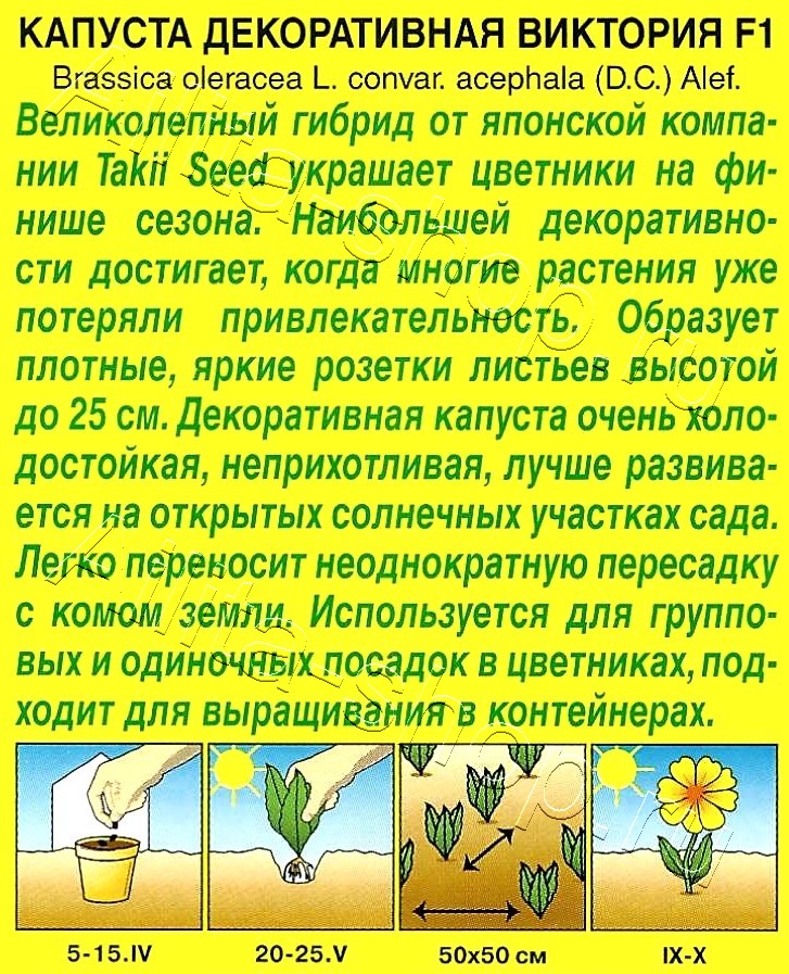 Капуста декоративная Виктория F1 10шт