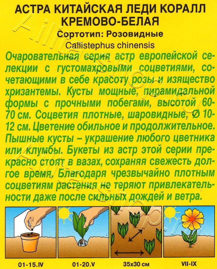 Астра Леди Коралл кремово-белая 25шт