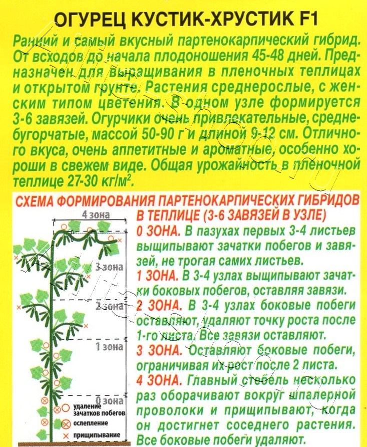 Огурец Кустик-хрустик F1 7шт