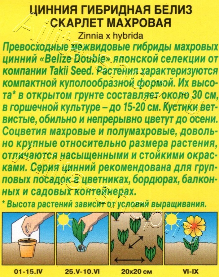 Цинния Белиз скарлет махровая 5шт