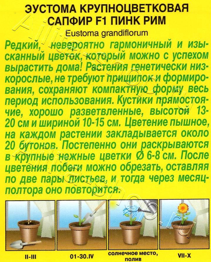 Эустома Сапфир F1 пинк рим крупноцветковая 5шт