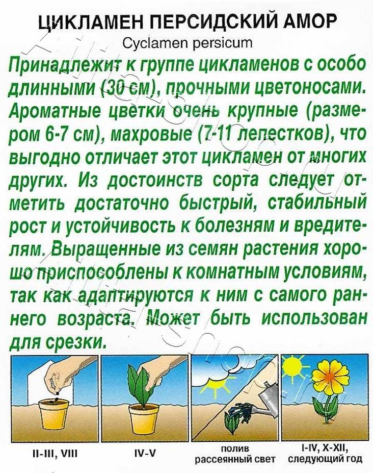 Цикламен персидский Амор 3шт