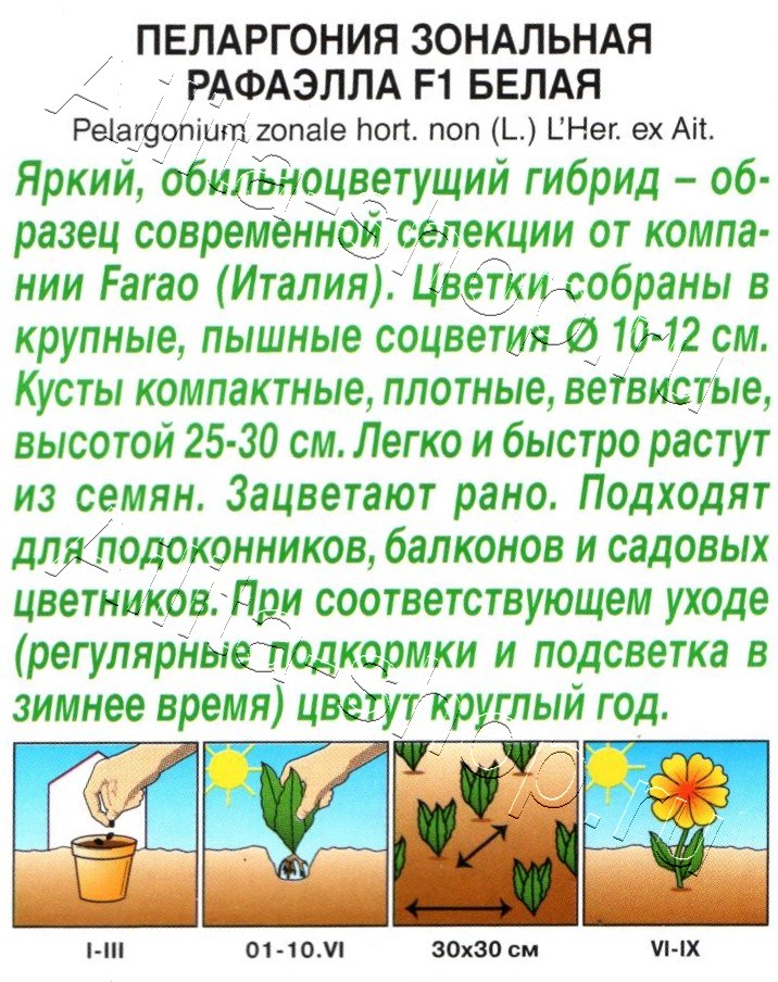 Пеларгония Рафаэлла F1 белая 5шт