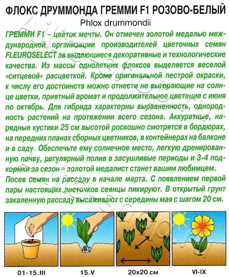 Флокс друммонда Гремми F1 розово-белый 5шт