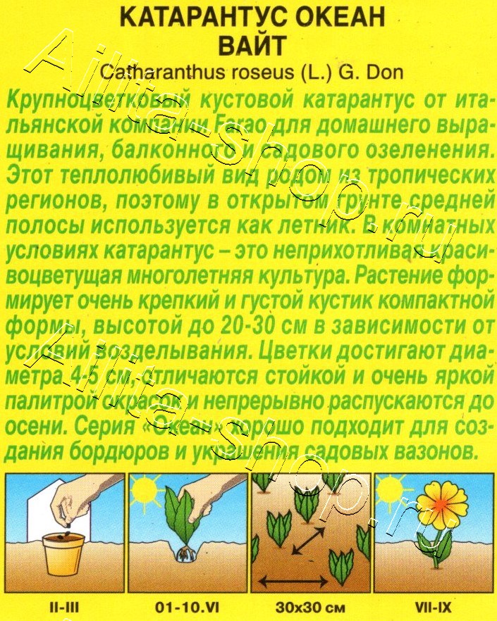 Катарантус Океан вайт 10шт
