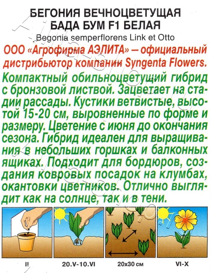 Бегония Бада бум F1 белая 5шт