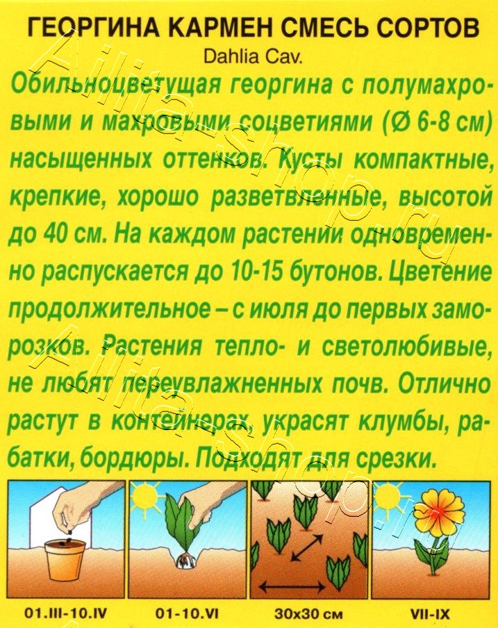 Георгина Кармен, смесь окрасок 10шт