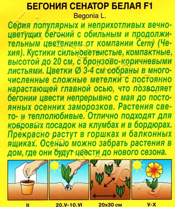 Бегония вечноцветущая Сенатор белая F1 10шт