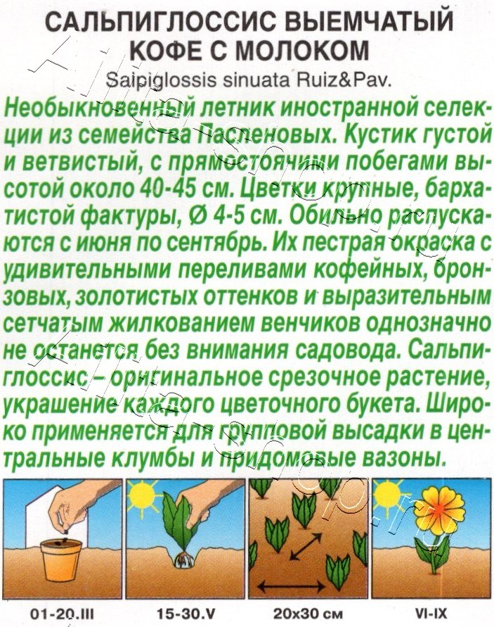 Сальпиглоссис Кофе с молоком 7шт