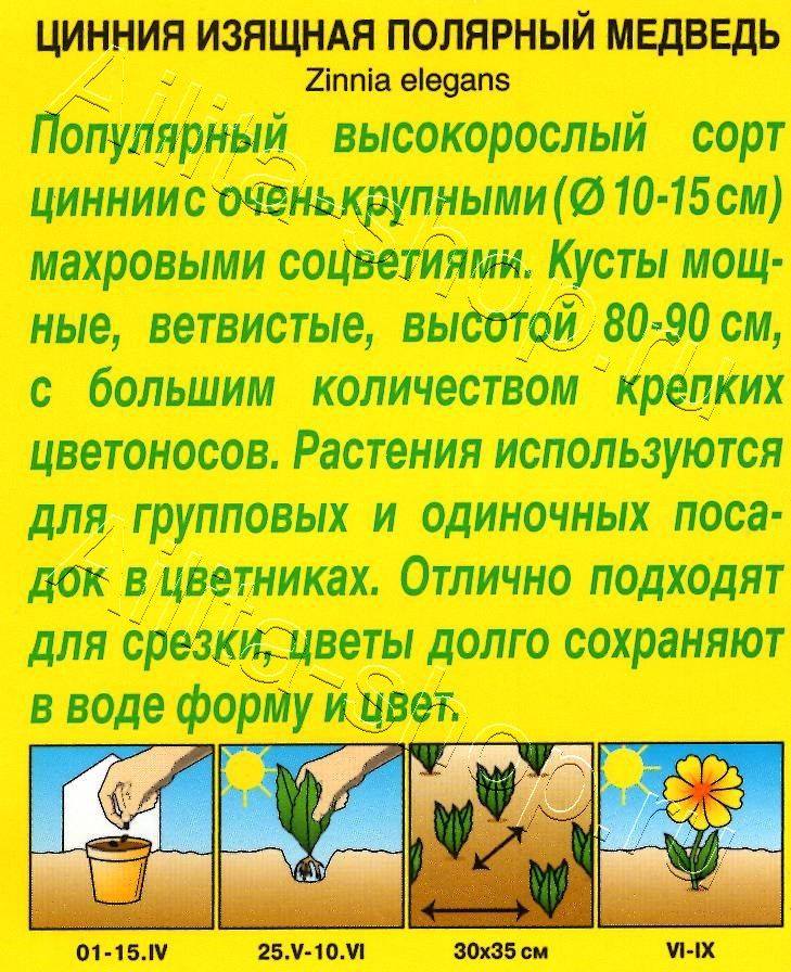 Цинния Полярный медведь 0,3г