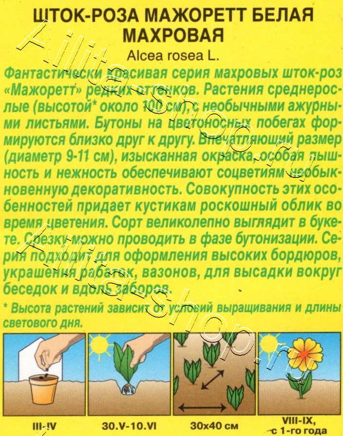 Шток-роза Мажоретт белая махровая 10шт