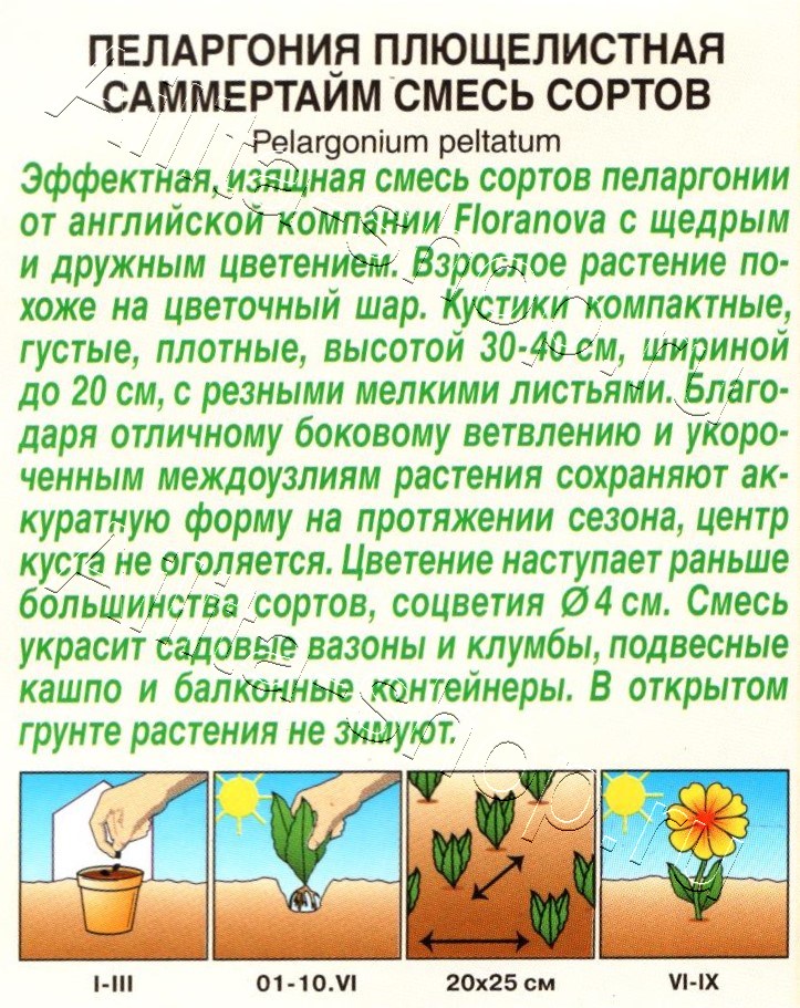 Пеларгония Саммертайм, смесь сортов 3шт