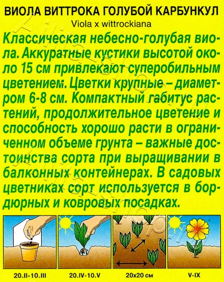 Виола Голубой карбункул 20шт