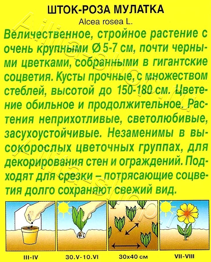 Шток-роза Мулатка 10шт