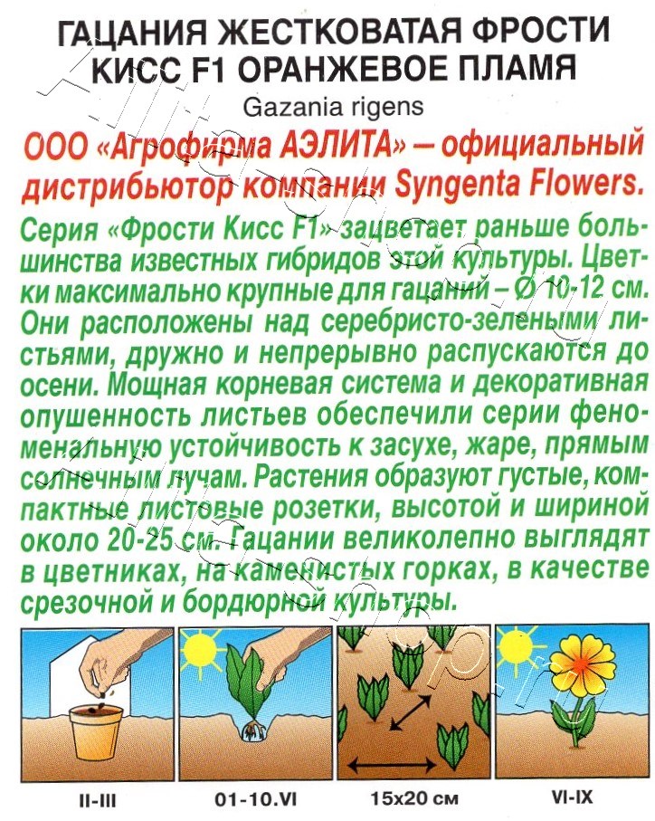 Гацания Фрости кисс F1 пламя, смесь сортов 4шт