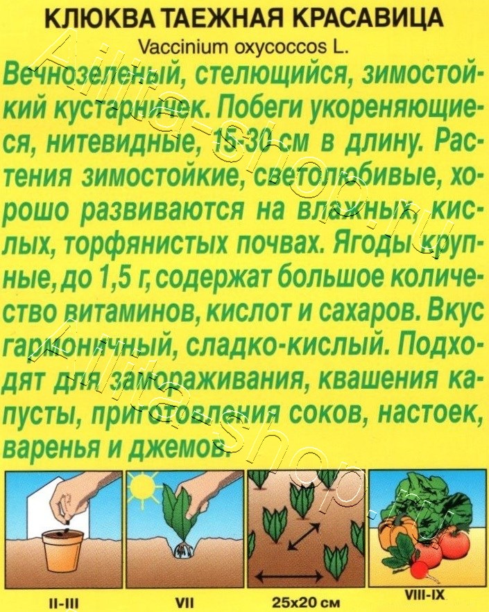 Клюква крупноплодная Таежная красавица 0,02г