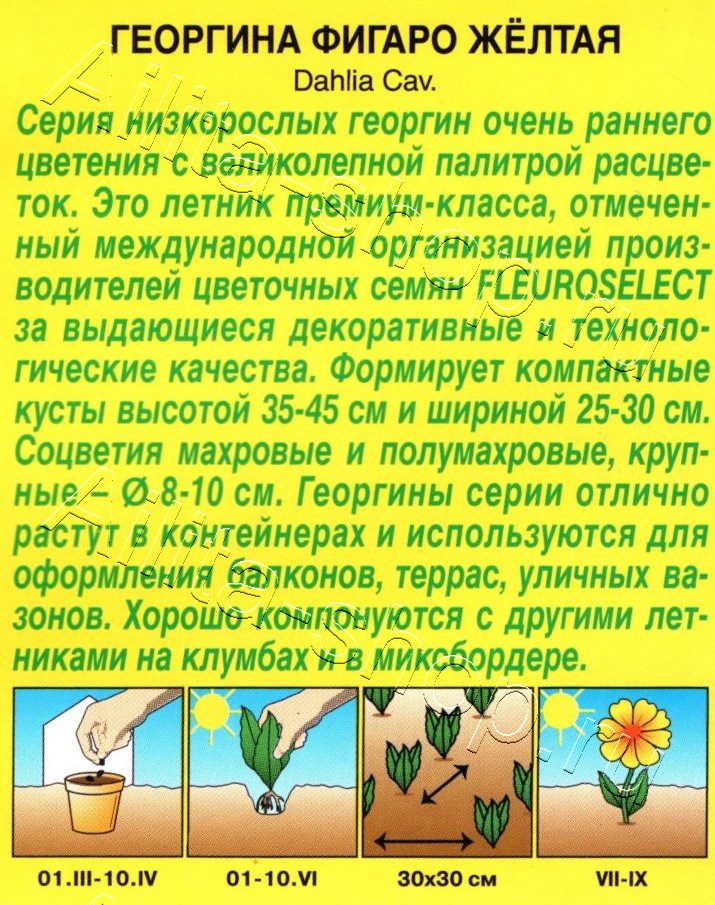 Георгина Фигаро махровая желтая 7шт