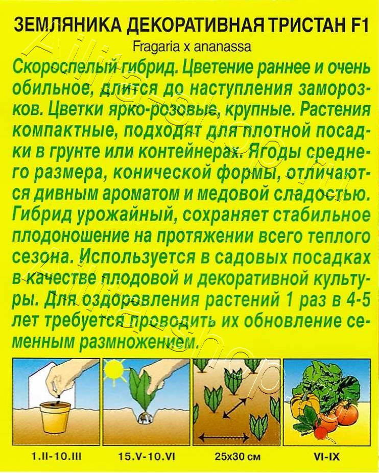 Земляника Тристан F1 5шт