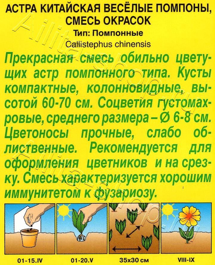 Астра Веселые помпоны, смесь окрасок 0,2г