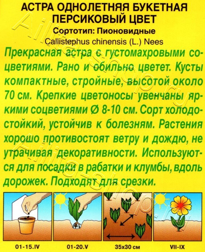 Астра Букетная персиковый цвет 0,2г