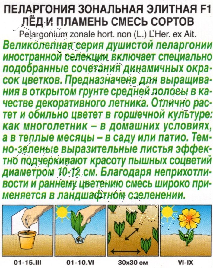 Пеларгония Элитная F1 лёд и пламень, смесь сортов 5шт