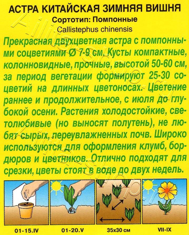 Астра Зимняя вишня помпонная 0,2г