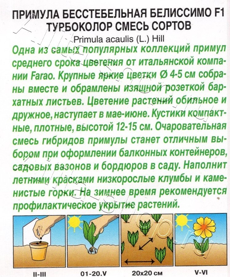 Примула Белиссимо F1 турбоколор, смесь сортов 5шт