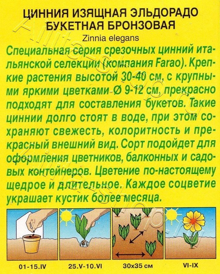 Цинния Эльдорадо букетная бронзовая 12шт