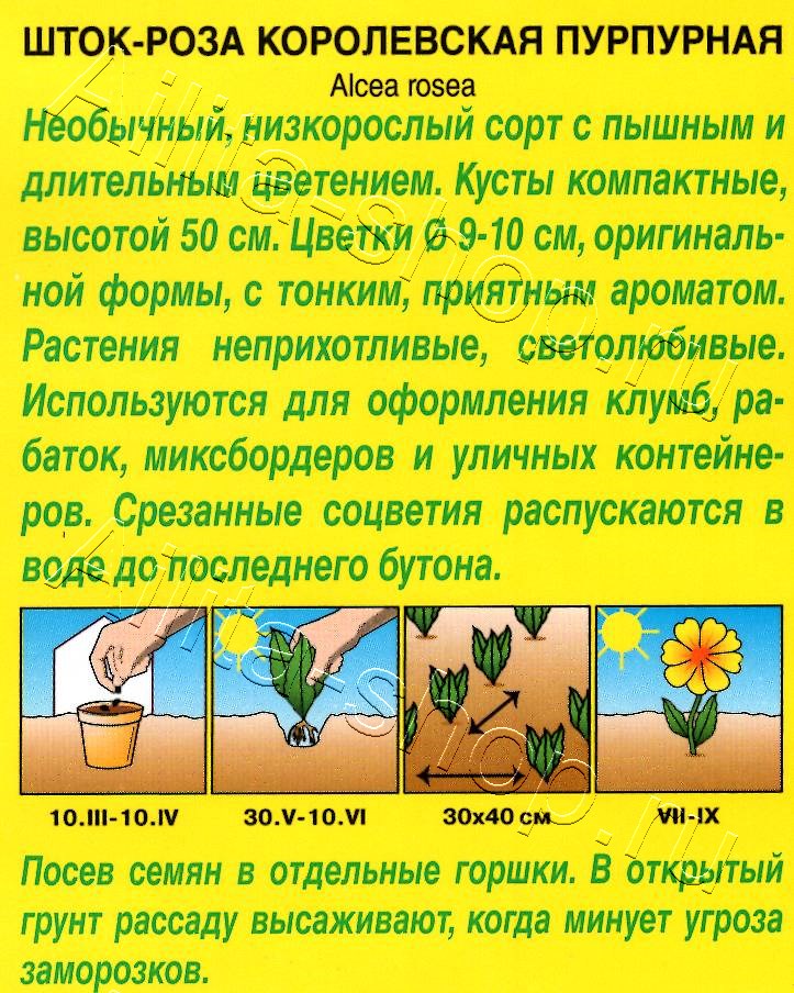 Шток-роза Королевская пурпурная 10шт