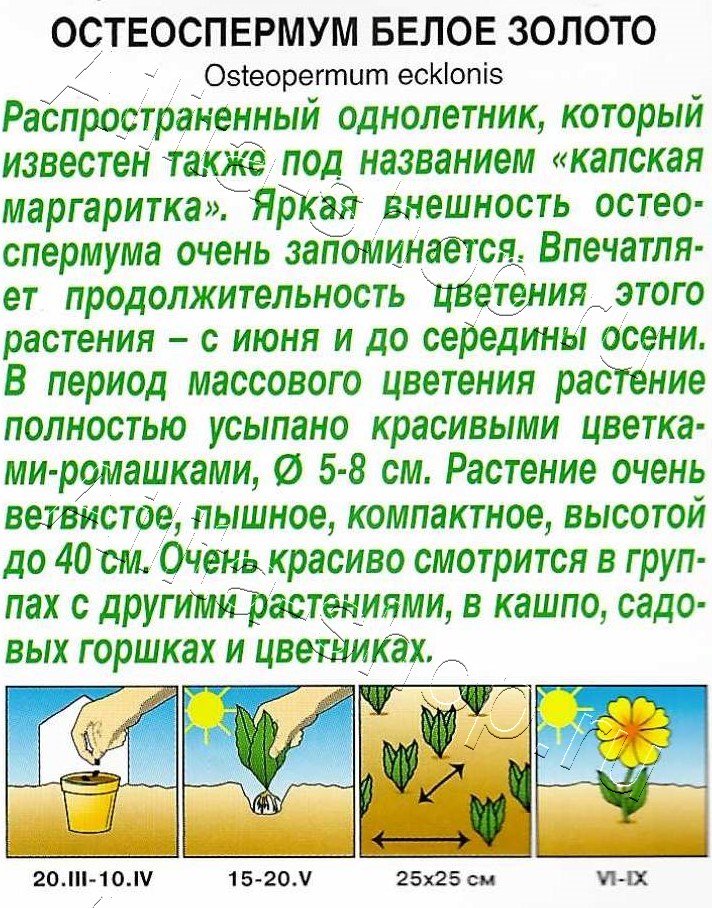 Остеоспермум Белое золото 10шт