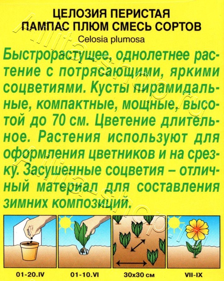 Целозия перистая Пампас Плюм, смесь окрасок 0,3г