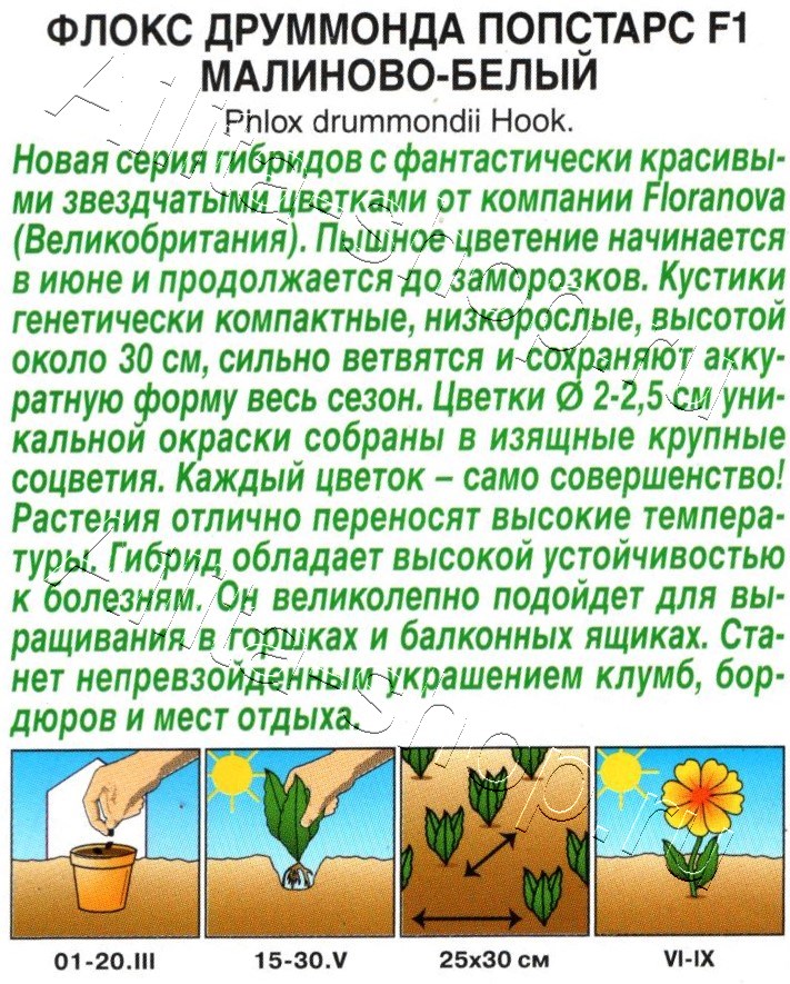 Флокс друммонда Попстарс F1 малиново-белый 5шт