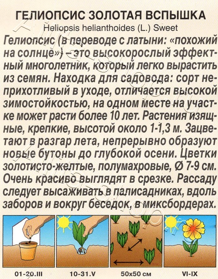 Гелиопсис Золотая вспышка 25шт