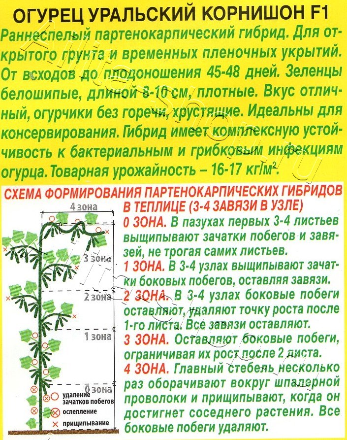Огурец Уральский корнишон F1 10шт