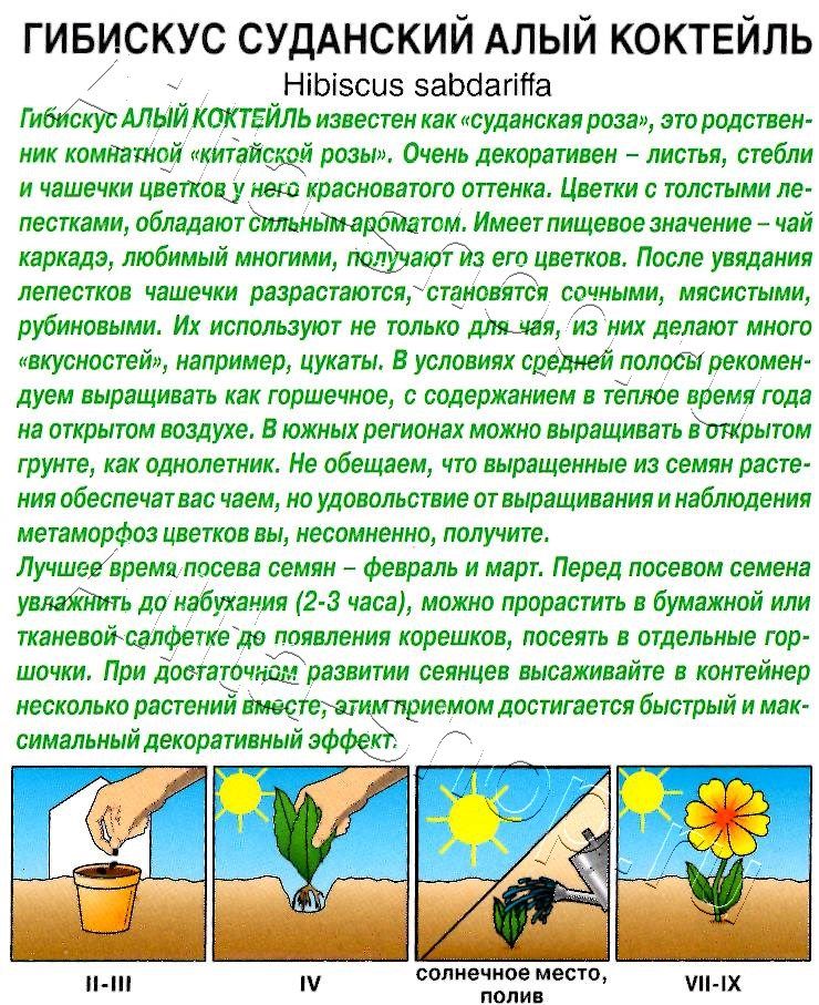 Гибискус суданский Алый коктейль 3шт