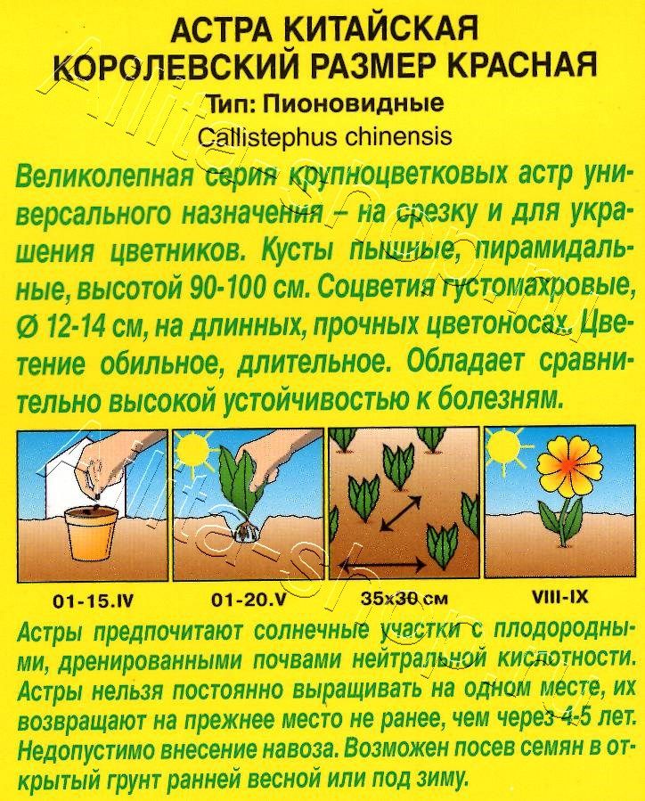 Астра Королевский размер красная 0,1г