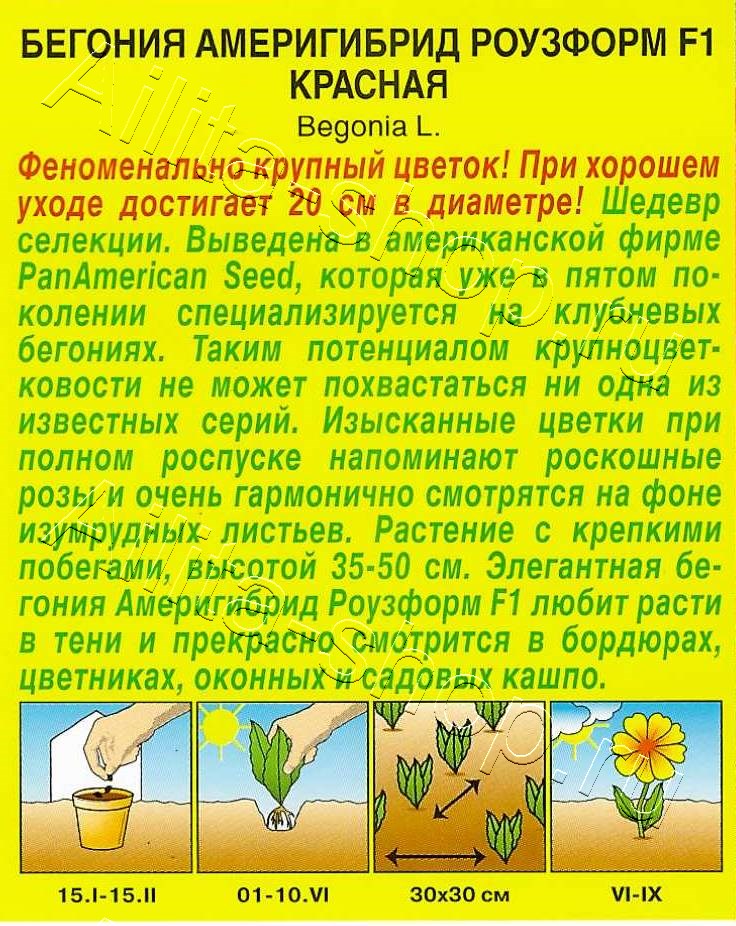 Бегония Америгибрид Роузформ F1 красная 5шт
