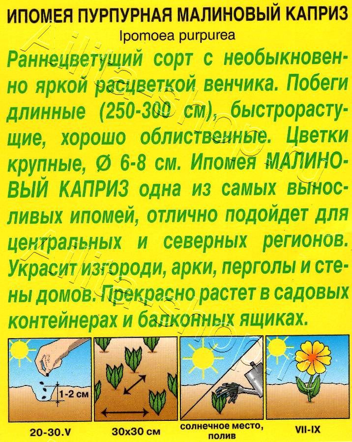 Ипомея Малиновый каприз 1г