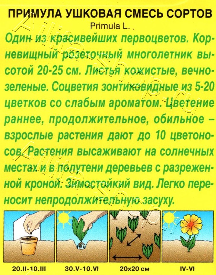 Примула ушковая, смесь окрасок 0,02г