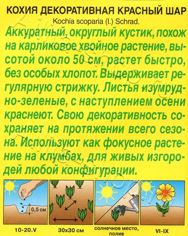 Кохия Красный шар 0,1г