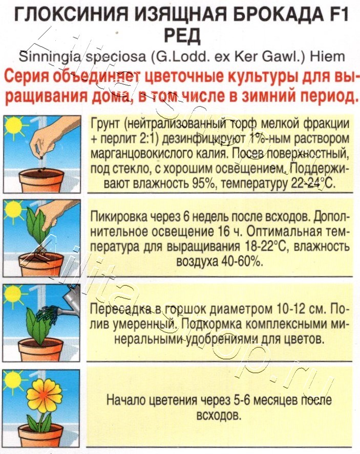 Глоксиния Брокада F1 ред 5шт