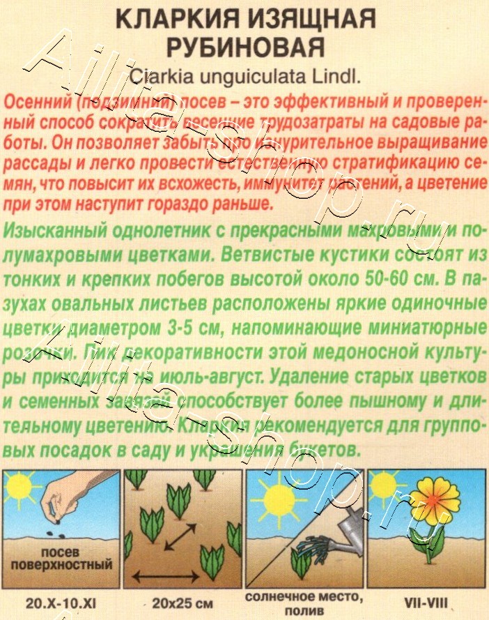 Кларкия изящная Рубиновая 0,1г
