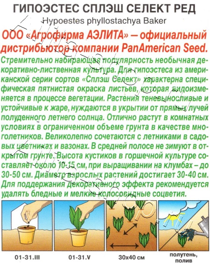 Гипоэстес Сплэш селект ред 7шт
