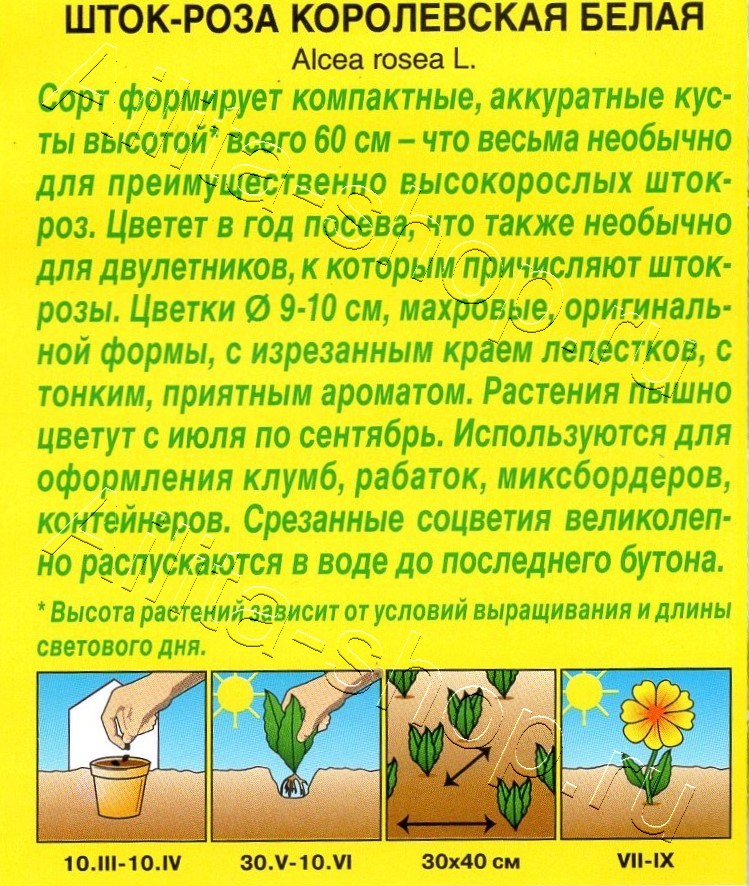 Шток-роза Королевская белая 10шт