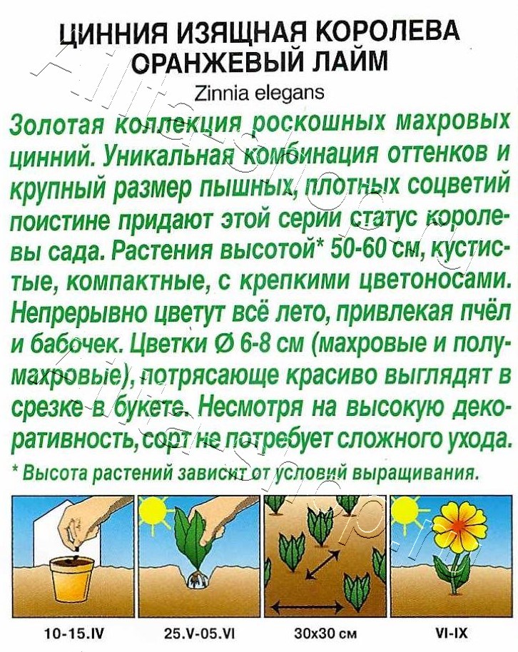 Цинния Королева оранжевый лайм 5шт