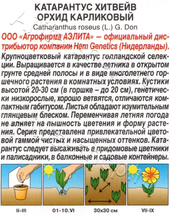 Катарантус Хитвейв орхид карликовый 5шт